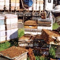 Пчеловодство как бизнес: с чего начать, как преуспеть