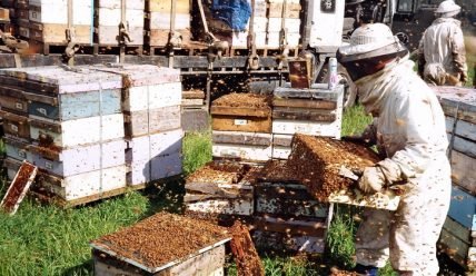 Пчеловодство как бизнес: с чего начать, как преуспеть