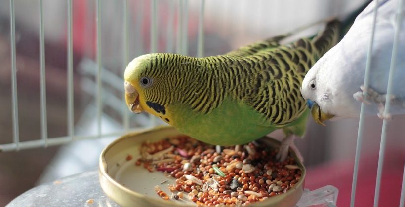 Разведение попугаев в домашних условиях как бизнес
