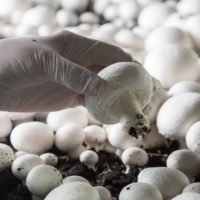 Выращивание грибов как бизнес: с чего начать, как преуспеть