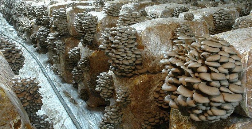 Выращивание грибов вешенка как бизнес: технология, за и против