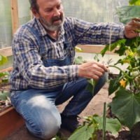 Выращивание огурцов в теплице круглый год: бизнес-план с расчетами