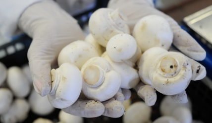 Выращивание шампиньонов как бизнес: рентабельность, расчеты